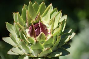 artichoke-g9be37d4e4_640