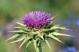 milk-thistle-gcfcf693a2_640